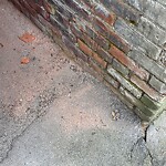 Rodent Issues at 20 Winchester St