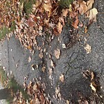 Sidewalk Repair at 64 Spooner Rd, Chestnut Hill