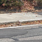 Dead Animals at 281 Walnut St