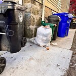 Rodent Issues at 42.33 N 71.13 W