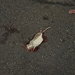 Dead Animals at 39 Adams St