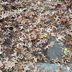 Sidewalk Repair at 2–58 Abbottsford Rd