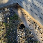 Rodent Issues at 42.33 N 71.13 W