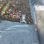 Dead Animals at 145 Lee St