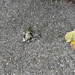 Dead Animals at 63 Gibbs St, Brookline 02446