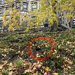 Rodent Issues at 31 Westbourne Terr, Brookline 02446