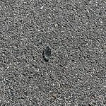 Park Playground at 345 Harvard St