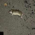 Dead Animals at 7 Verndale St