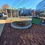 Public Trees at Brookline Village