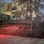 Rodent Issues at 725 Washington St, Brookline 02446