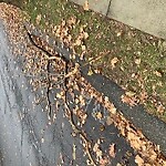 Public Trees at 47 Cumberland Ave, Brookline 02445