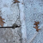 Other at 1517 Beacon St