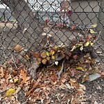 Public Trees at 42.35 N 71.13 W