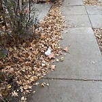 Dead Animals at 25 Dwight St