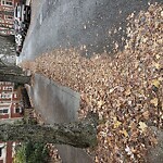 Trash/Recycling at 16 Strathmore Rd