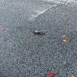 Dead Animals at 42.33 N 71.13 W