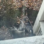 Dead Animals at 46 Waverly St