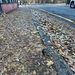 Dead Animals at 20 Netherlands Rd