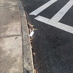 Dead Animals at 508 512 Park Dr, Boston