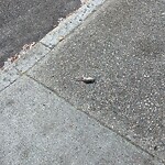 Dead Animals at 135 Davis Ave