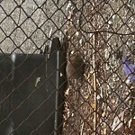 Rodent Issues at 1559 Beacon St