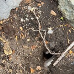 Rodent Issues at 6 A Still St