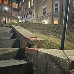 Rodent Issues at 15 Westbourne Terr, Brookline 02446