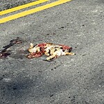 Dead Animals at 23 Sumner Rd