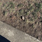 Dead Animals at 42.35 N 71.12 W