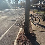 Public Trees at 85 Grove St, Chestnut Hill