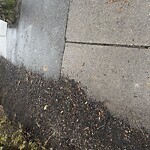 Trash/Recycling at 89 Longwood Ave