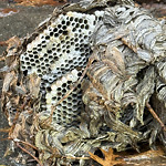 Dead Animals at 60 Parkman St