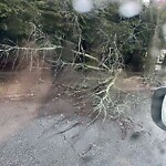 Public Trees at 38 Crowninshield Rd