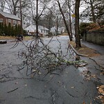 Public Trees at 101 Risley Rd, Chestnut Hill