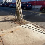 Public Trees at 42.34 N 71.12 W