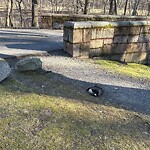 Dead Animals at Emerald Necklace Trail