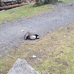 Dead Animals at Olmsted Park, 217 Jamaicaway, Boston