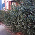 Sidewalk Obstruction at 50 Greenough St