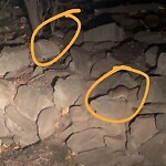 Rodent Issues at 182 Saint Paul St