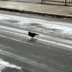 Rodent Issues at 14 Homer St