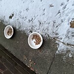 Rodent Issues at 89 Winchester St