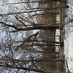 Public Trees at Griggs Park, Brookline 02446