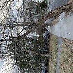 Public Trees at 174 Middlesex Rd, Chestnut Hill