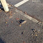 Trash/Recycling at Washington St @ Gardner Path