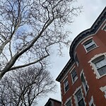 Public Trees at 23 Claflin Rd