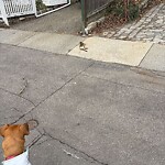 Dead Animals at 45 White Pl