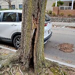 Public Trees at 40 Williams St, Brookline 02446